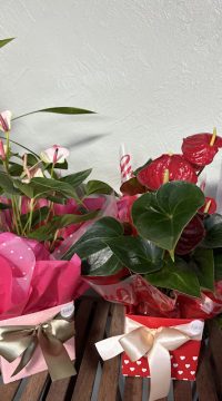 IMG_7729
