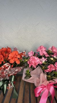 IMG_7807