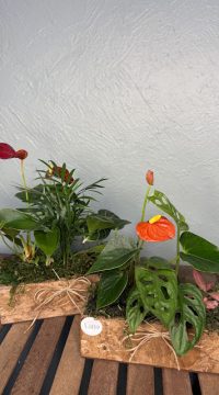 IMG_7838