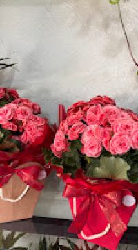 begonia G