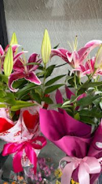 lirio rosa plantado