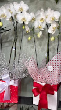 orquídea